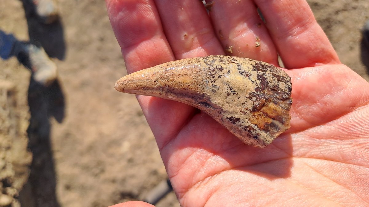 Seltener Fund: Forscher entdecken Kieferknochen des Höhlenbärs