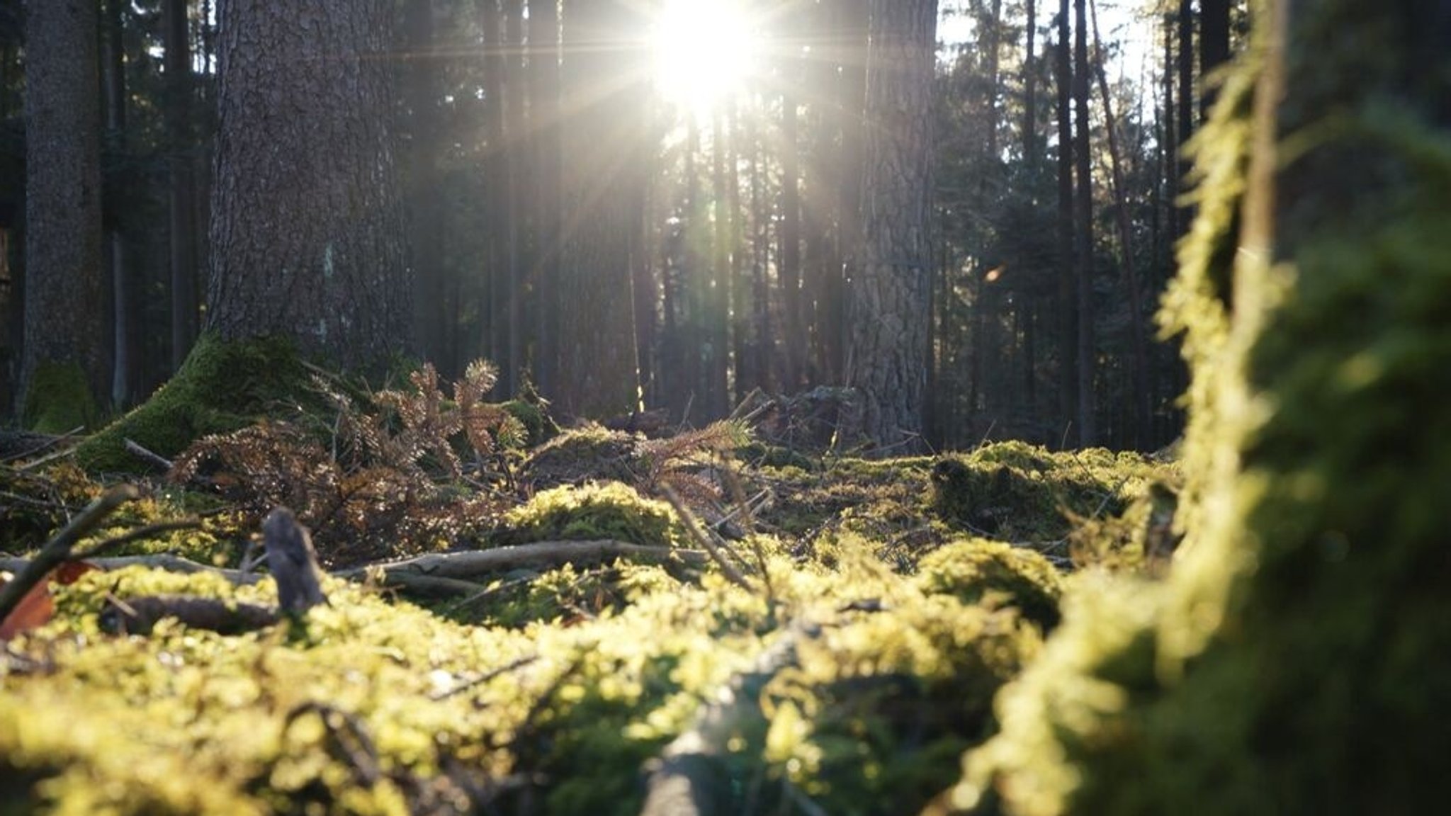 Ein Wald im Sonnenschein (Symbolbild)