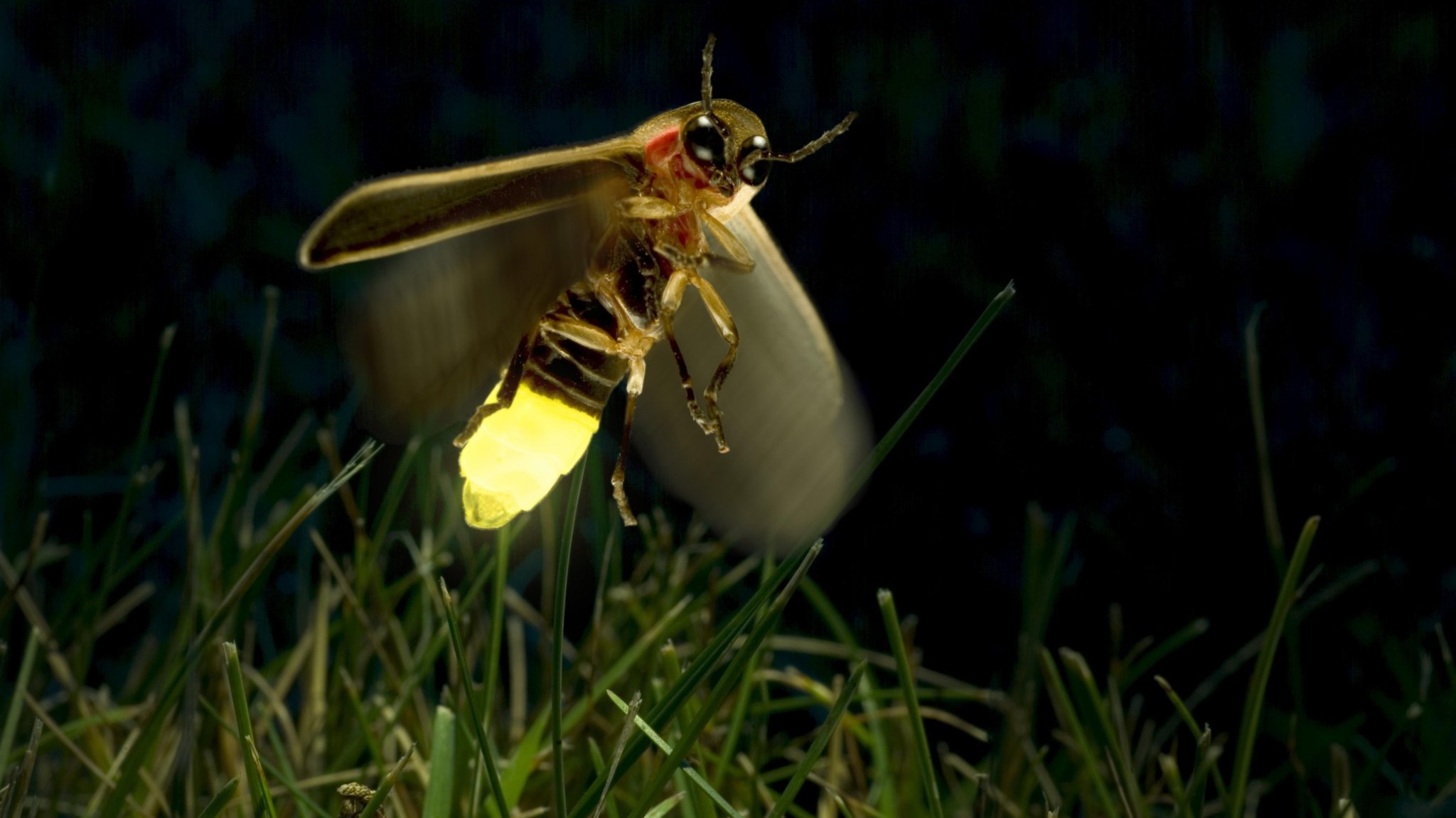 Gelblich leuchtendes Glühwürmchen im Flug in der Nacht