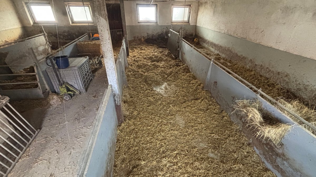 Schweine sind weg – Weiter Hängepartie um Tierwohlstall 