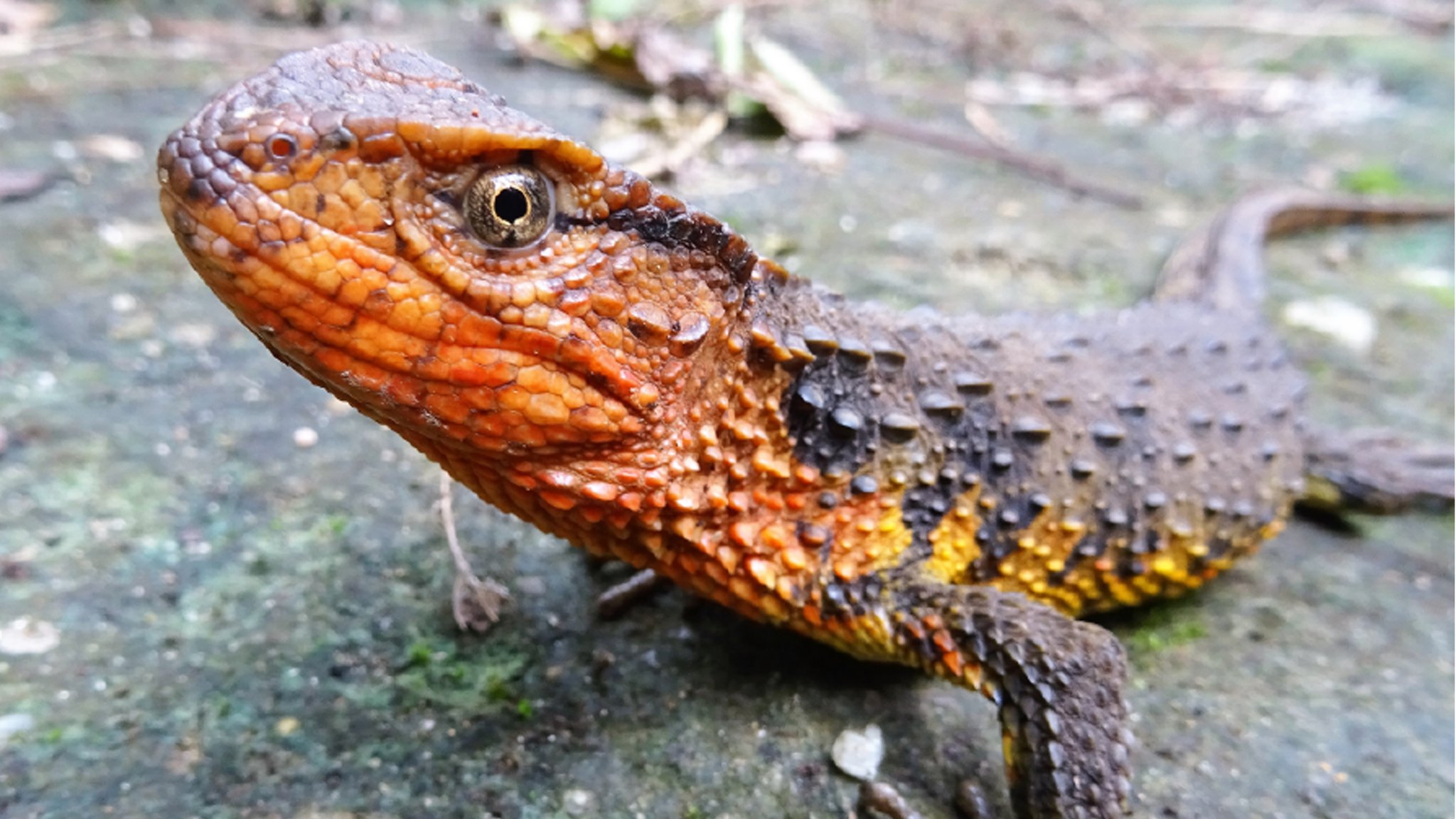(Archivbild) Zoologen und Botaniker haben in Südostasien im vergangenen Jahr 230 vorher nicht beschriebene Tier- und Pflanzenarten entdeckt. | Bild: picture alliance / Thomas Ziegler/WWF/dpa | Thomas Ziegler (Archivbild) Zoologen und Botaniker haben in Südostasien im vergangenen Jahr 230 vorher nicht beschriebene Tier- und Pflanzenarten entdeckt.