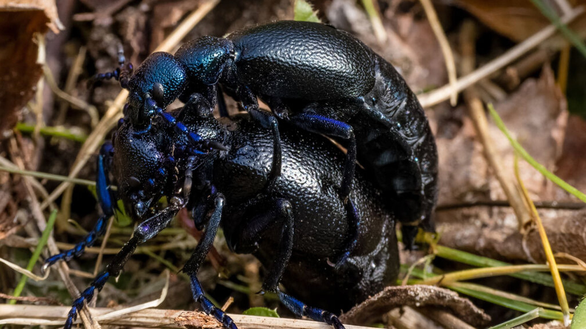 Ein Pärchen Blauer Ölkäfer (Meloe proscarabaeus) bei der Paarung im Frühjahr. Die Art steht in Deutschland aufgrund des Rückganges ihrer Lebensräume, vor allem Wiesen, auf der Roten Liste der gefährdeten Arten. 