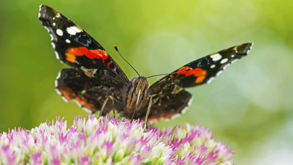 So Konnen Sie Schmetterlingen In Ihrem Garten Helfen Br24