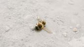 Eine tote Biene liegt im Sand. | Bild:BR/Johanna Schlüter
