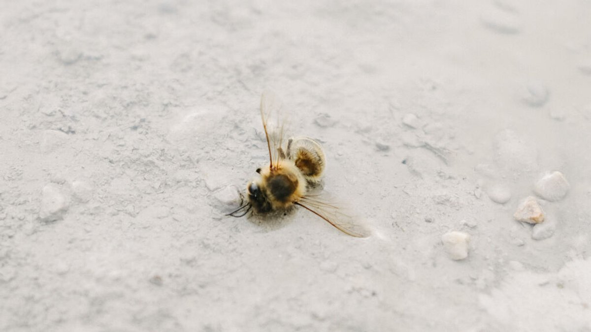 Eine tote Biene liegt im Sand.
