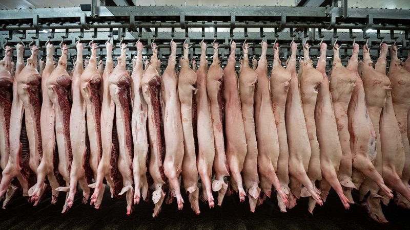 Halbe Schweine hängen in einem Schlachthof an Haken