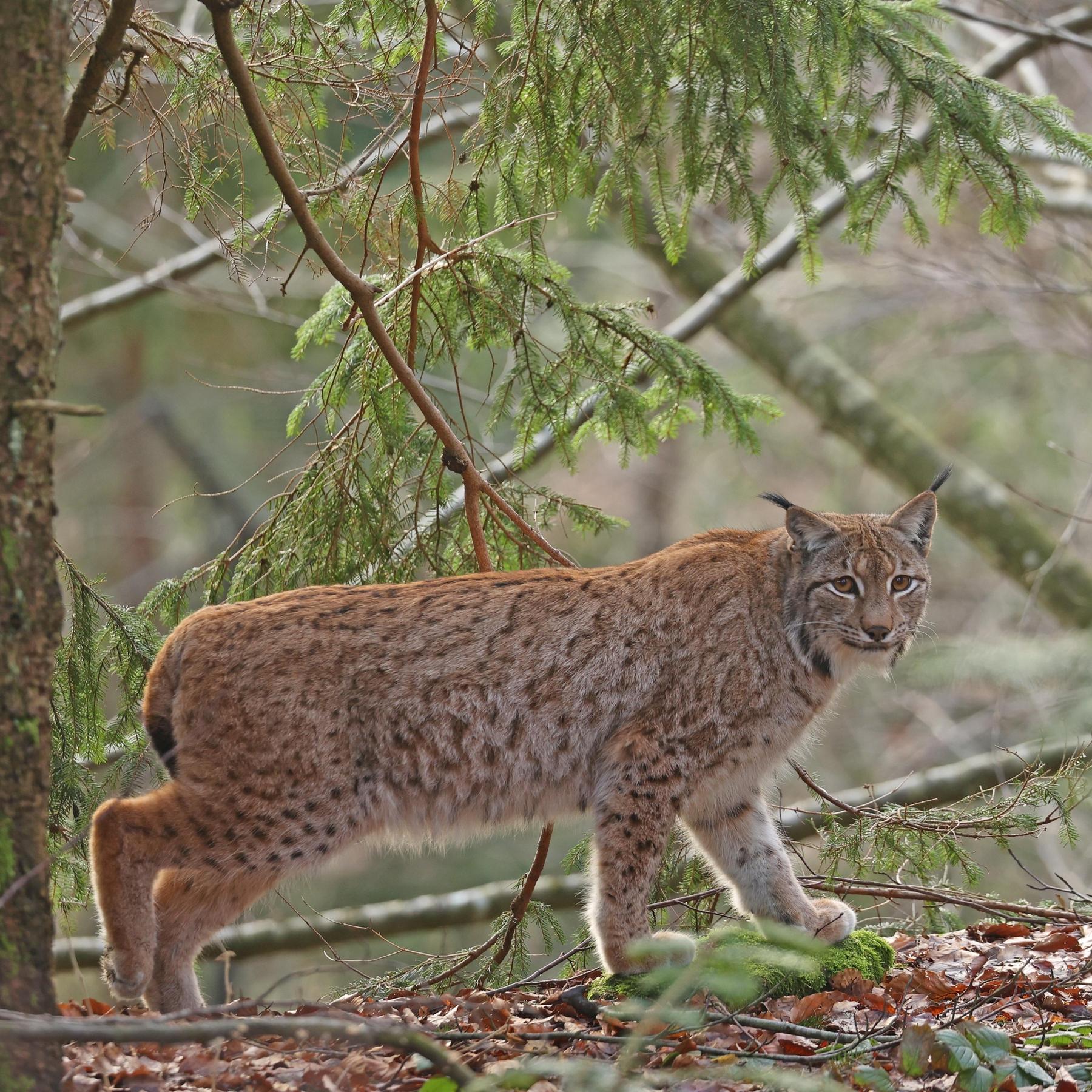 Zwischen Schutz und Schuss - So geht’s dem Luchs in Bayern episode artwork