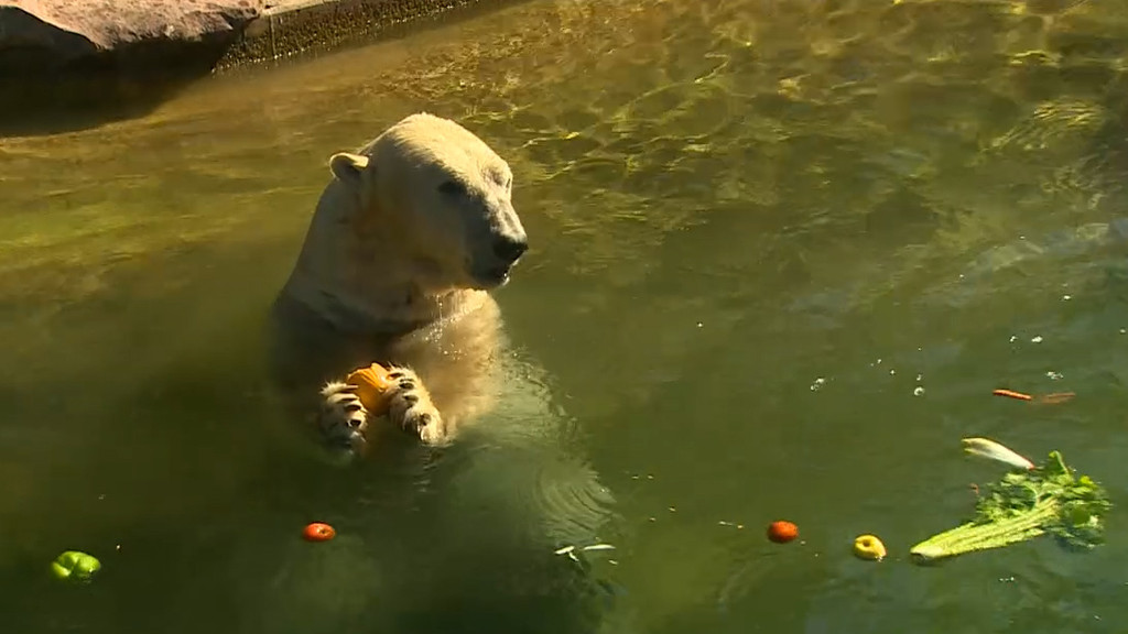 Eisbär fischt sich Obststücke aus dem Wasser.