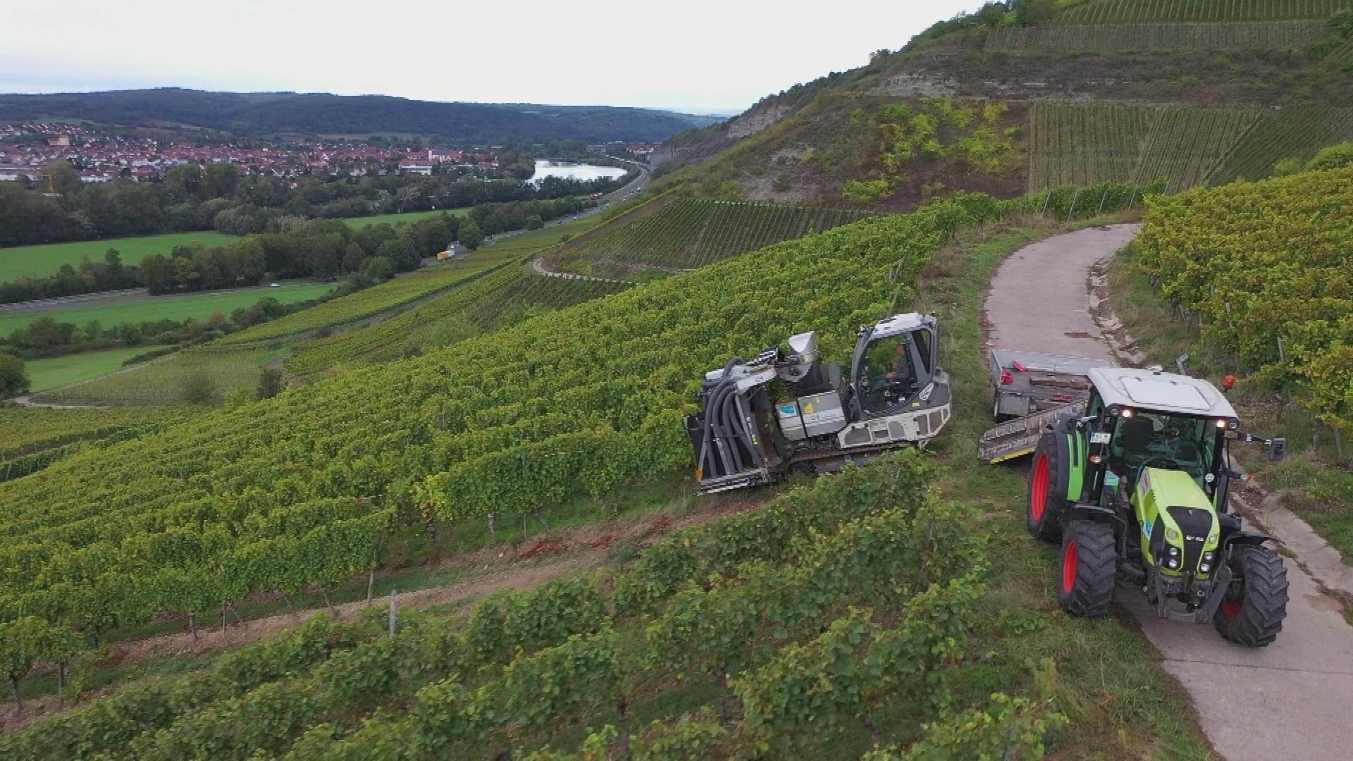 Weinlese mit dem Steillagenvollernter in den Weinbergen bei Thüngersheim. 