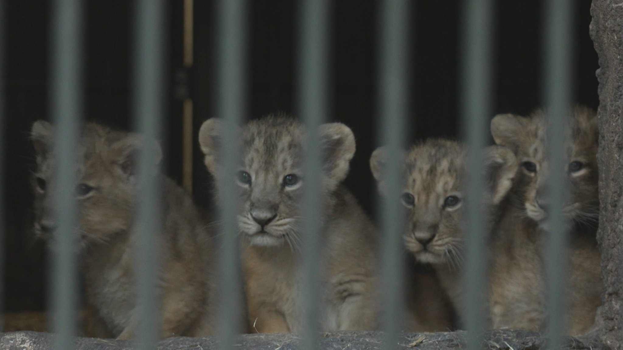 Die vier Löwenbabys aus dem Nürnberger Tiergarten. | Bild: BR Die vier Löwenbabys aus dem Nürnberger Tiergarten.