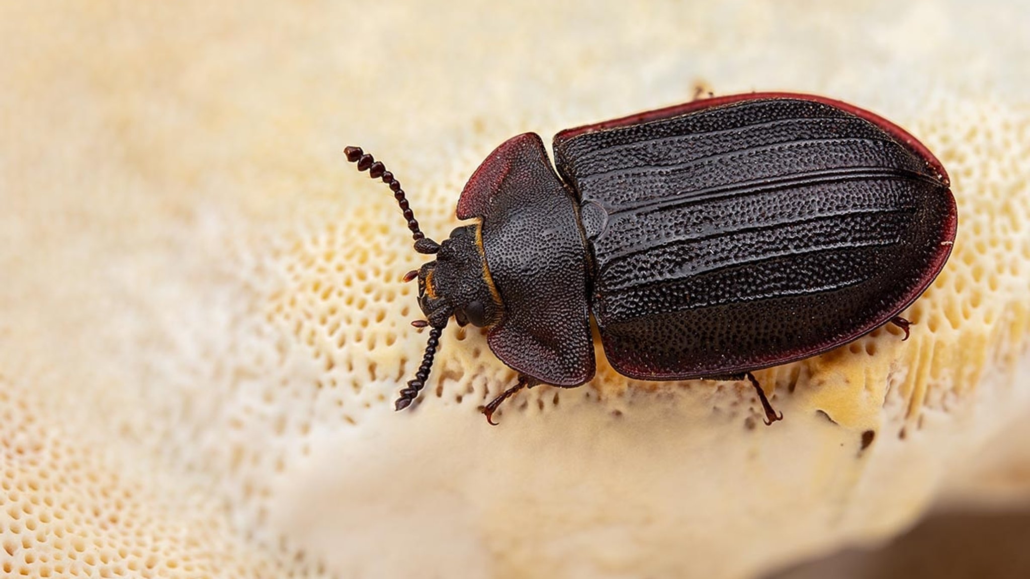 Der Flachrandkäfer, unterwegs auf einer Pflanze