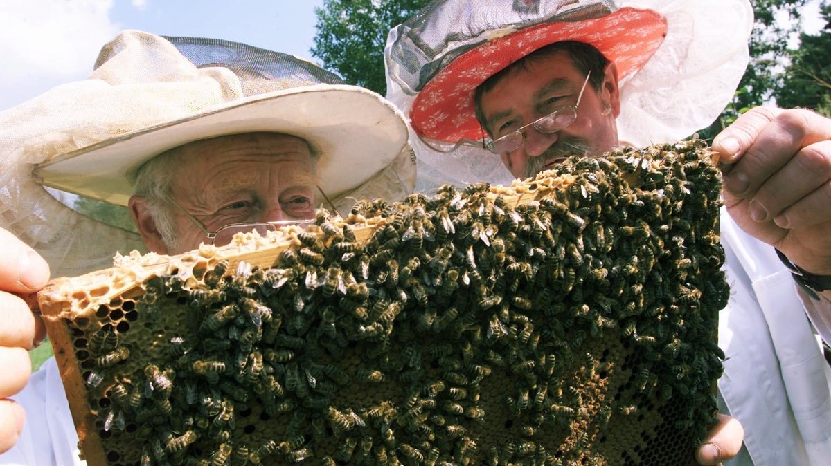 Symbolbild: Bienenvölker, insbesondere die Brut, sollten häufig auf Anomalien überprüft werden. 
