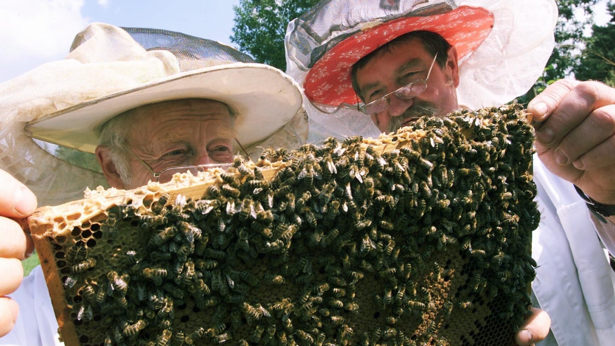 Erstmals Impfstoff für Bienen in den USA zugelassen