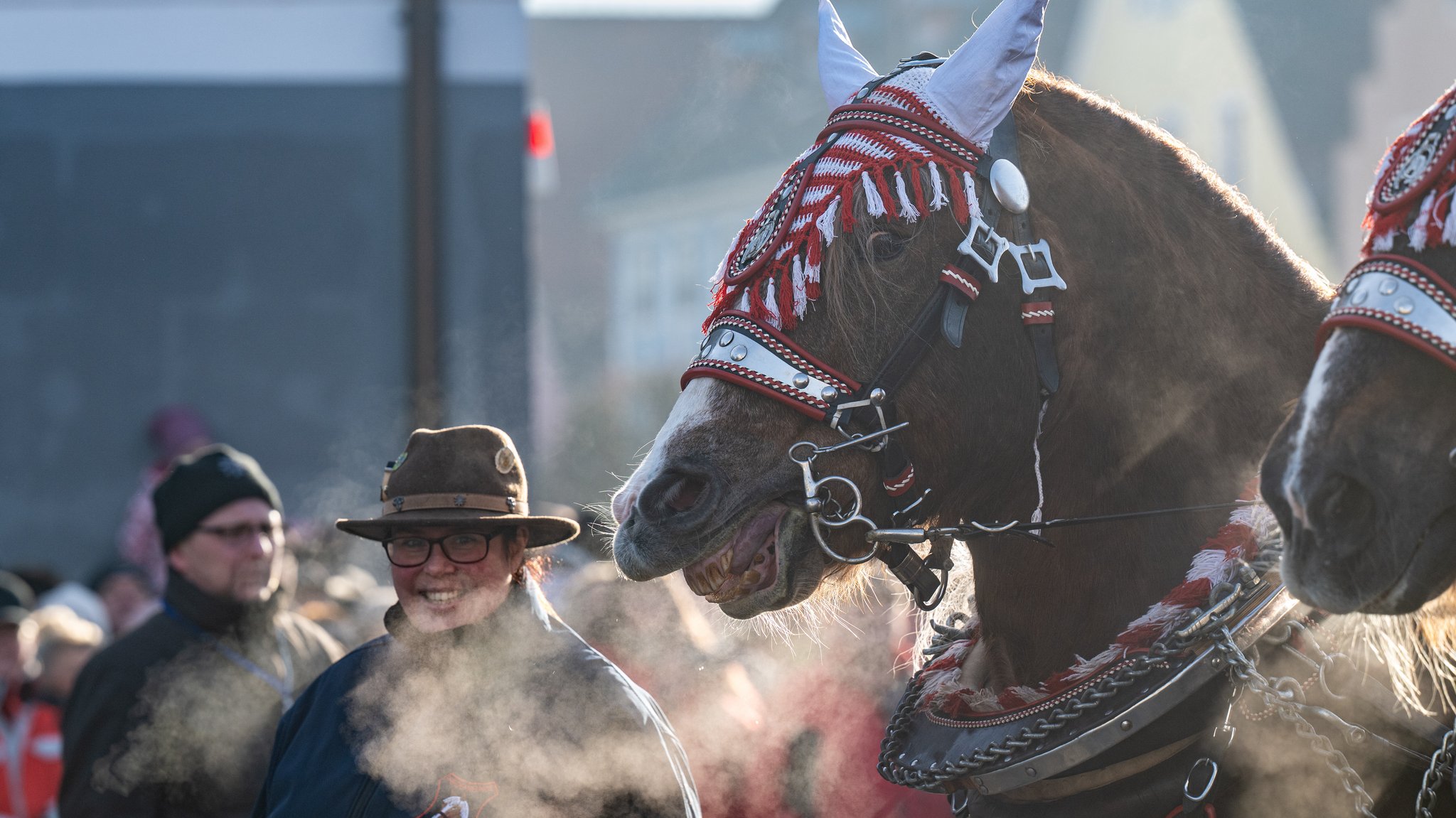 Pferde werden beim Berchinger Rossmarkt bei eisigen Temperaturen durch die Innenstadt geführt. | Bild: picture alliance/dpa | Armin Weigel Pferde werden beim Berchinger Rossmarkt bei eisigen Temperaturen durch die Innenstadt geführt.