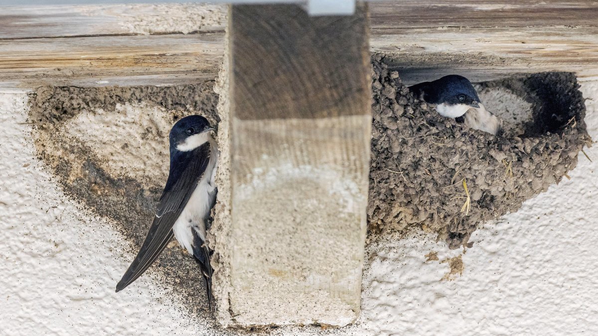 Mehlschwalben: Die einstigen Felsbewohner bauen ihre Nester, anders als die Rauchschwalben, gerne unter Dachvorsprünge an die Außenwände