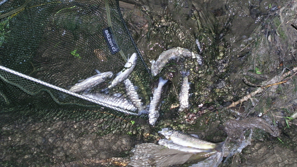 Tote Fische im Wasser.