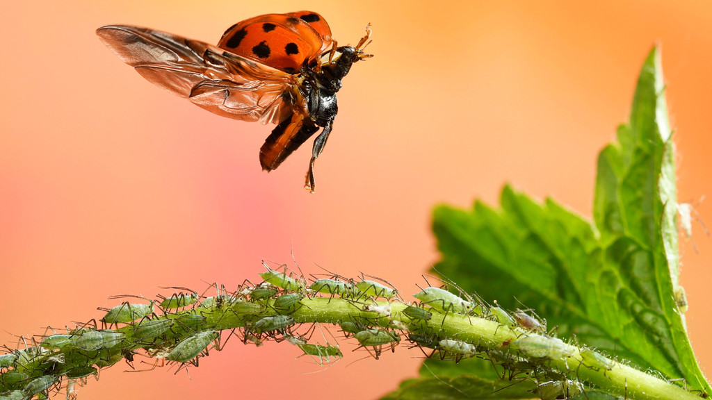 Der Retter naht: Ein Marienkäfer fliegt auf einen Ast mit Blattläusen zu
