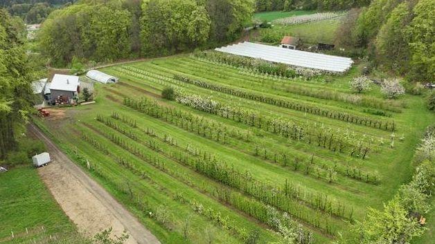 Aus der Vogelperspektive sieht man auf eine große Fläche, von mehreren Fußballfeldern. Dort wachsen mehrere Reihen von Kirschbäumen. Ein paar Bäume sind unter Abdeckungen. Ein Weg für an der Anbaufläche vorbei. Rundherum wachsen Bäume und ein Haus ist  am Rand der Anlage von oben zu sehen.