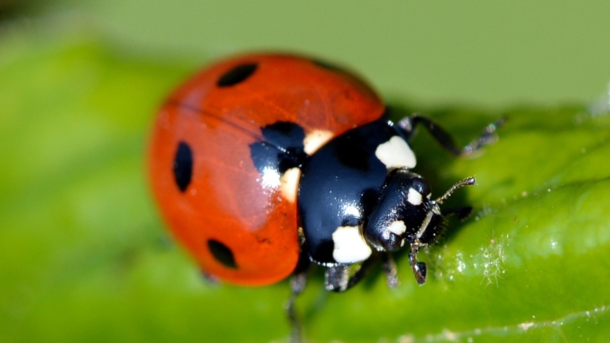 Marienkäfer auf einem Blatt