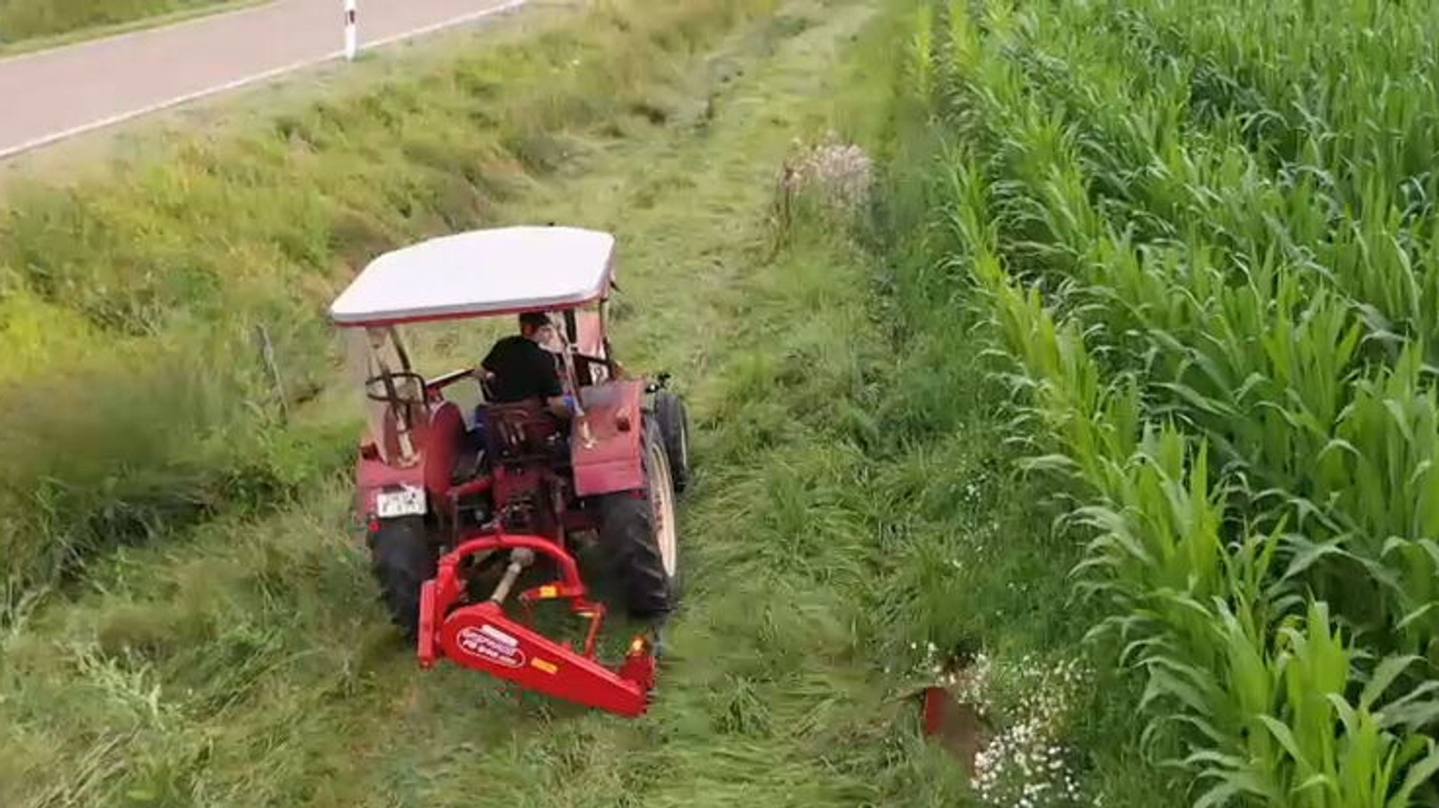 Traktor mit Messerbalken mäht Grünstreifen zwischen Kreisstraße und Maisfeld