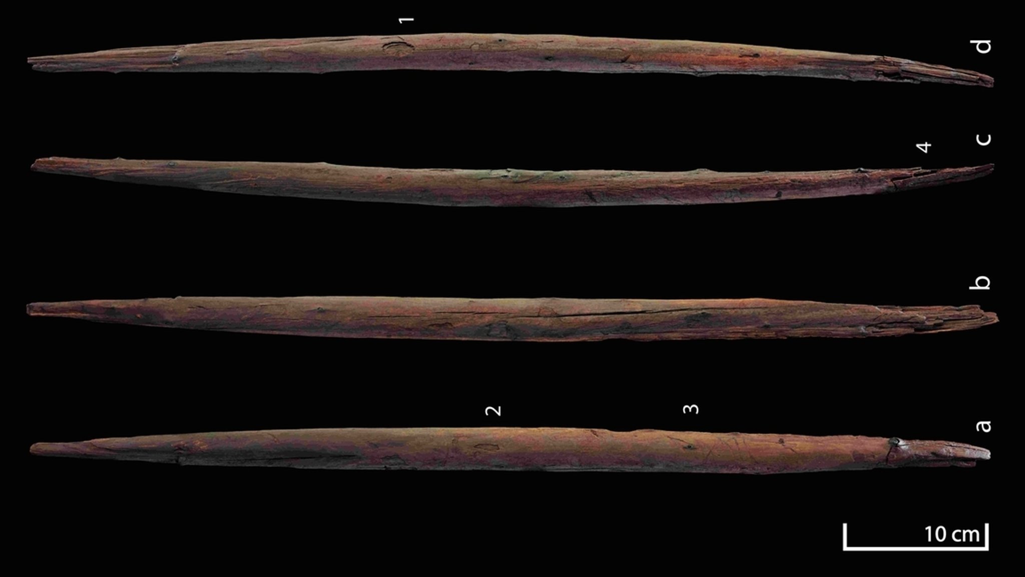 Homo heidelbergensis