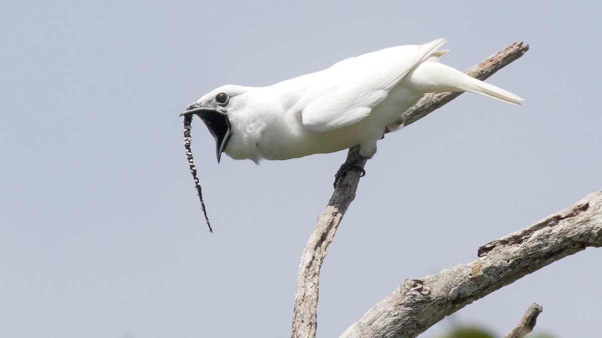 White Bellbirds leben in den Amazonasgebieten.
