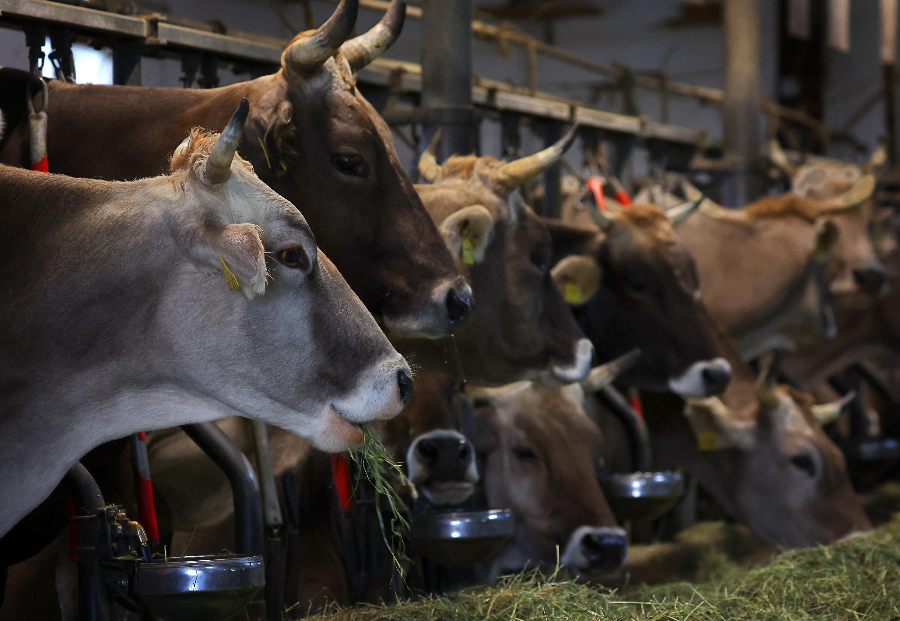 Kühe fressen auf einem Bauernhof, in einem Stall für Anbindehaltung, frisches Heu.