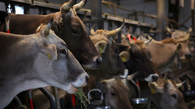 Kühe fressen auf einem Bauernhof, in einem Stall für Anbindehaltung, frisches Heu. | Bild:dpa-Bildfunk/Karl-Josef Hildenbrand