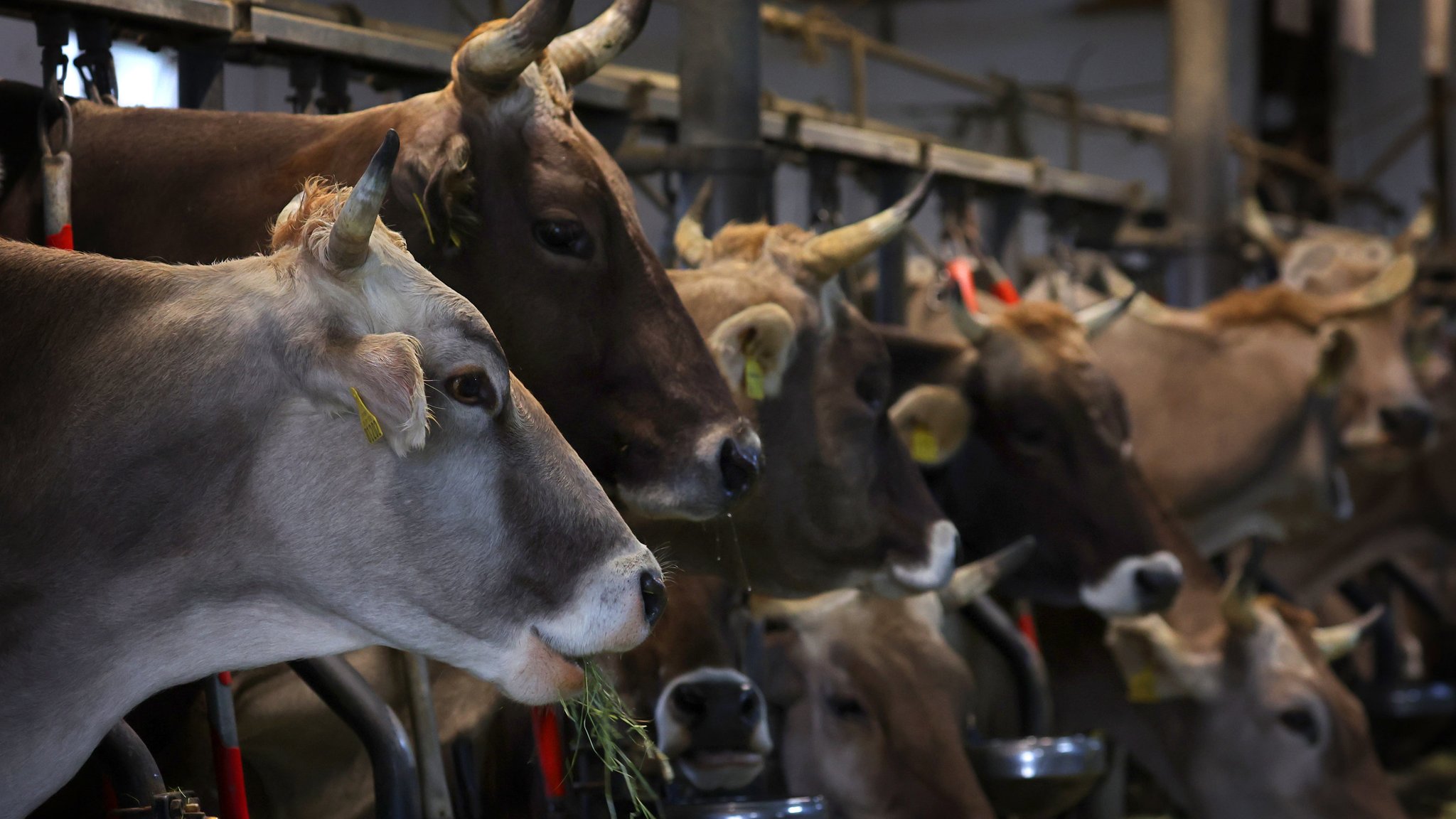 Milchbauern entlasten: Anbindehaltung soll länger erlaubt sein