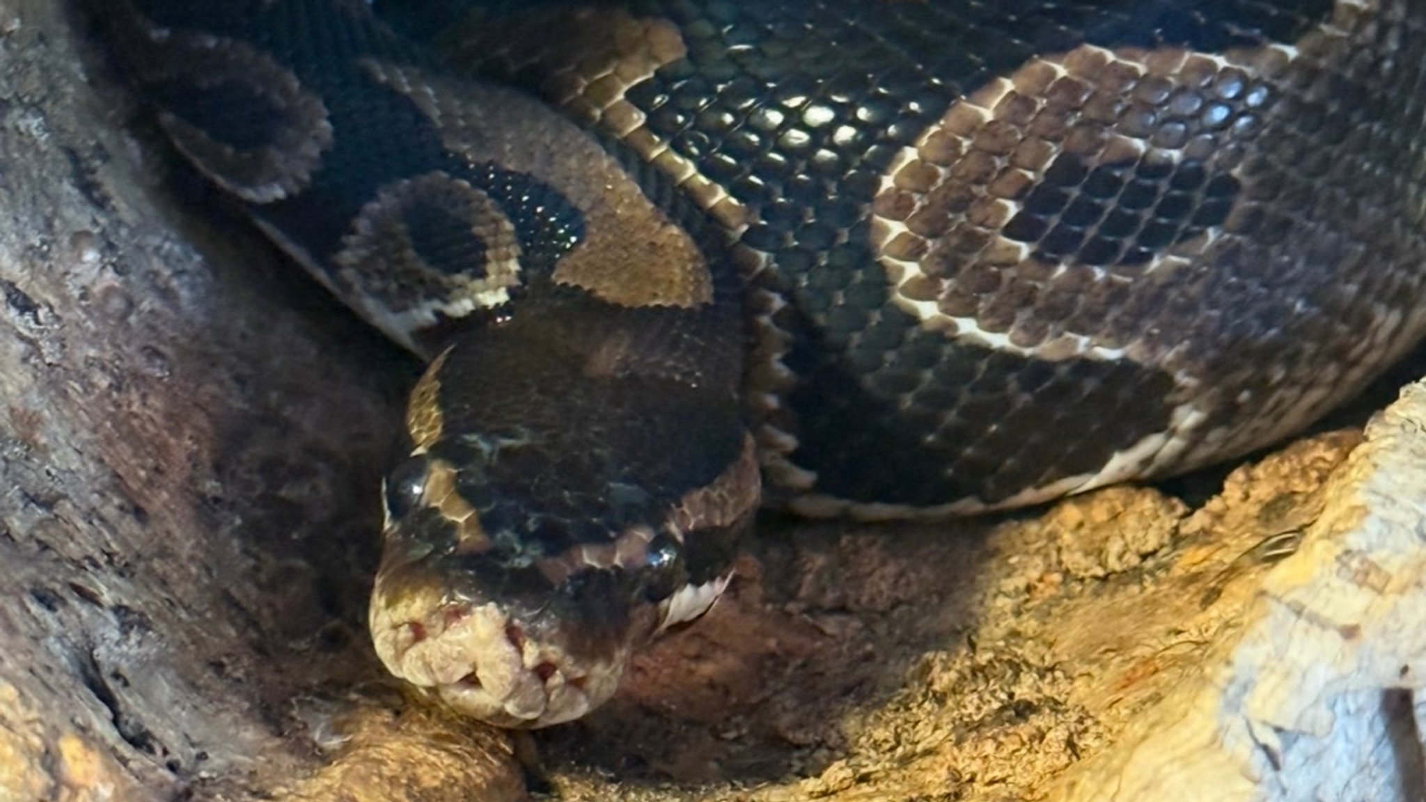 Königspython "Baby" in seinem Terrarium. | Bild: Tierschutzverein Rosenheim Königspython "Baby" in seinem Terrarium.