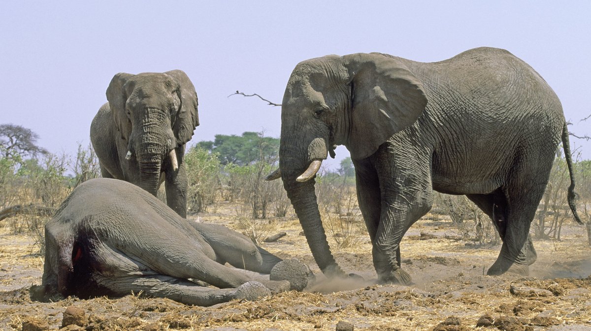 Zwei Elefanten trauern um einen toten Artgenossen.