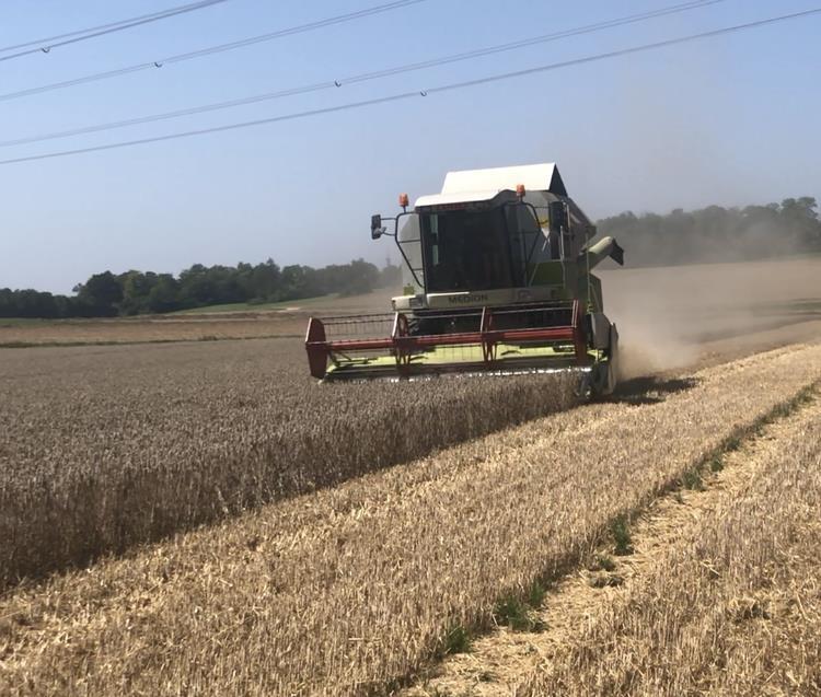 Mähdrescher auf einem Weizenfeld