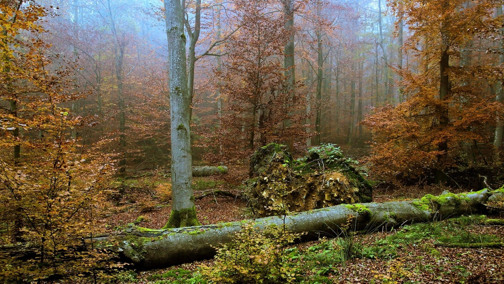 Ein Bannwald im Herbst