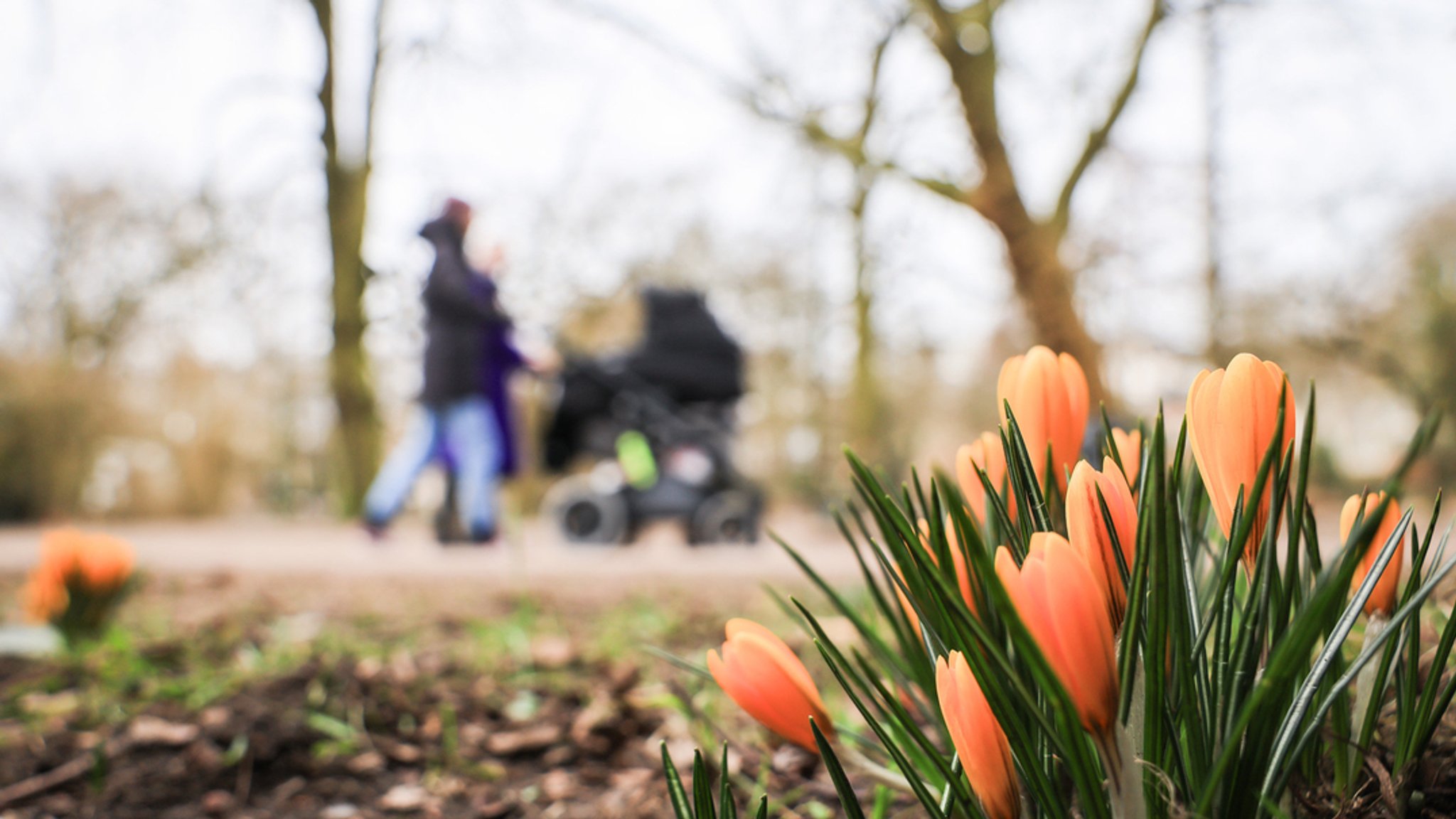 Krokusse blühen auf einer Wiese. Daneben gehen Menschen mit einem Kinderwagen vorbei.