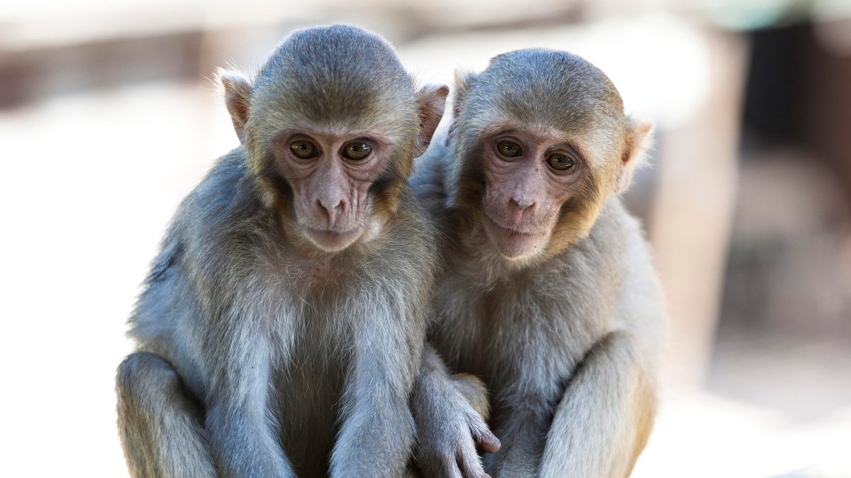 Zwei Javaneraffen in Gehege; Rekord mit Schweine-Nieren: Affen überlebten bis zu zwei Jahre