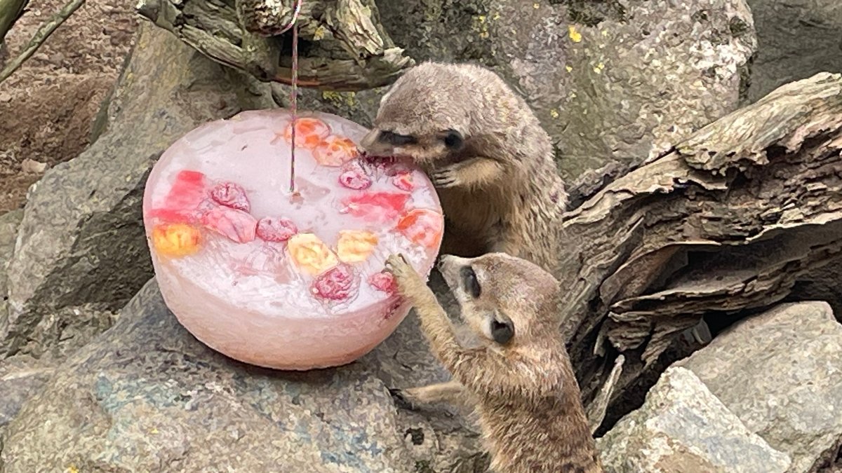 Eisbomben und Wasserschlauch: Abkühlung für Zootiere