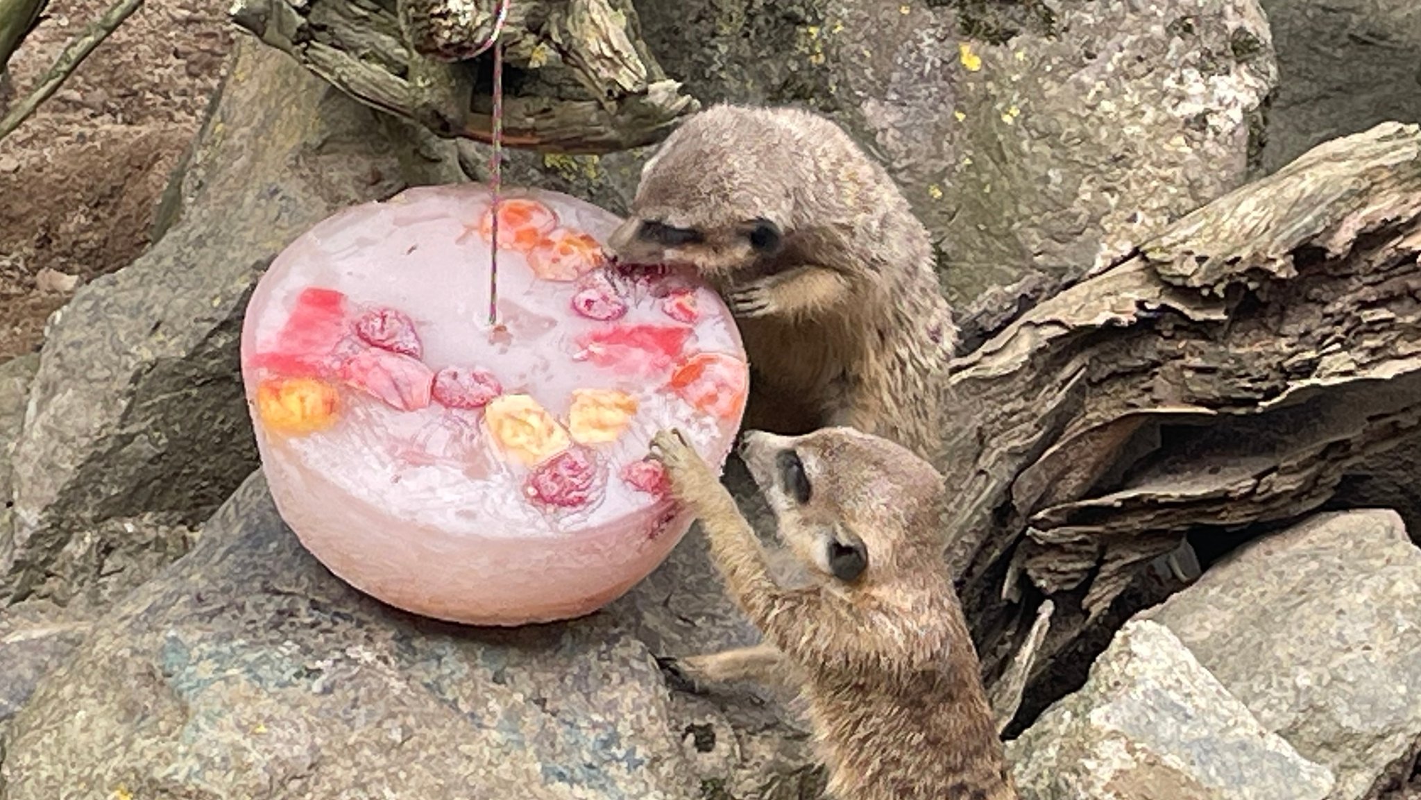 Zwei Erdmännchen knabbern an einer Eisbombe mit gefrorenem Obst.