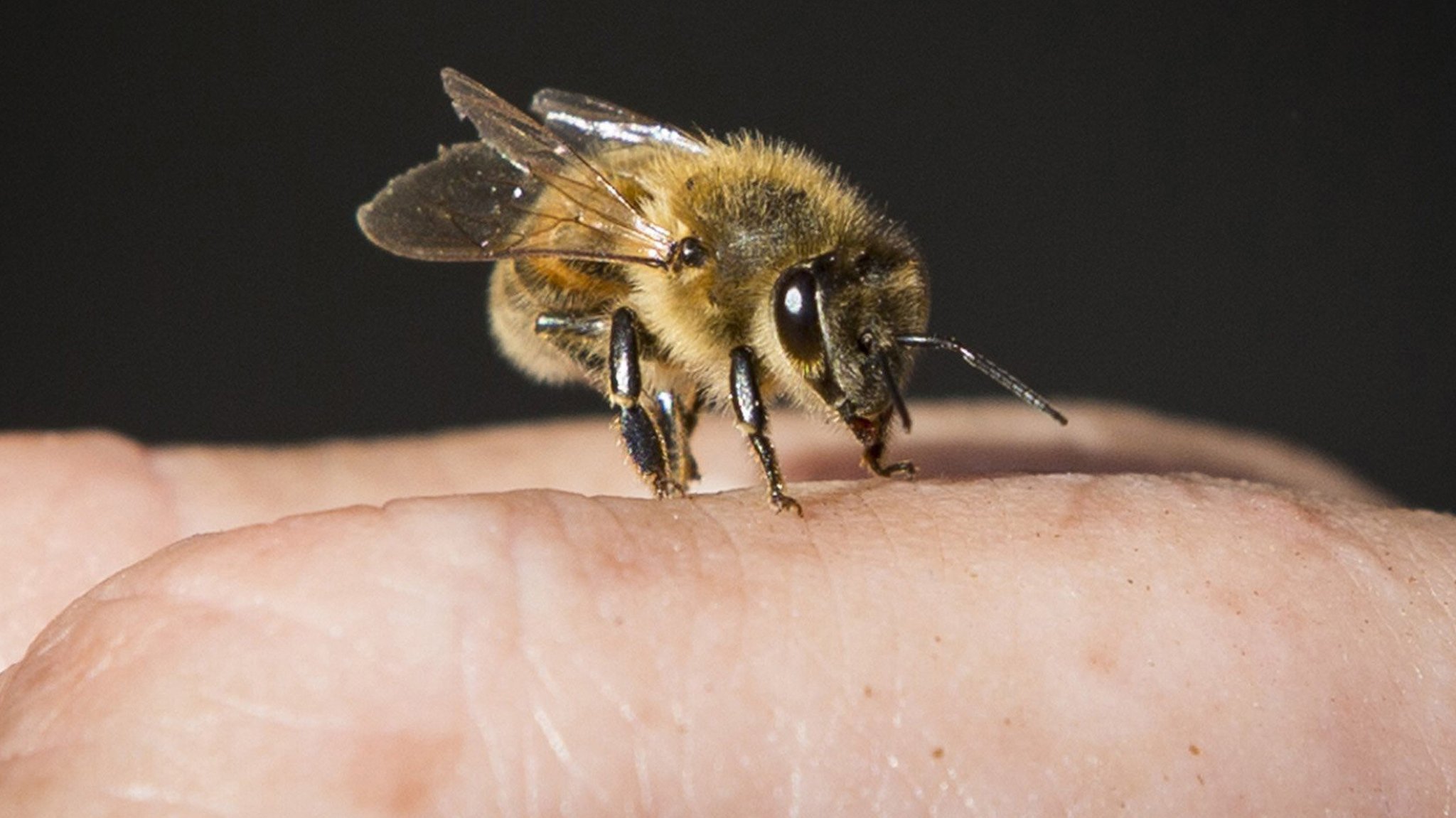 Insektenstich-Allergie: Hilfe bei einem allergischen Schock