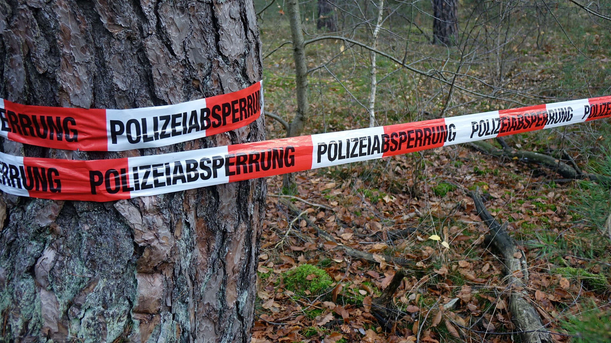 Zu sehen ist ein Baumstamm mit einem Absperrband, auf dem "Polizeiabsperrung" steht. | Bild: picture alliance/ZB/Sascha Steinach Zu sehen ist ein Baumstamm mit einem Absperrband, auf dem "Polizeiabsperrung" steht.