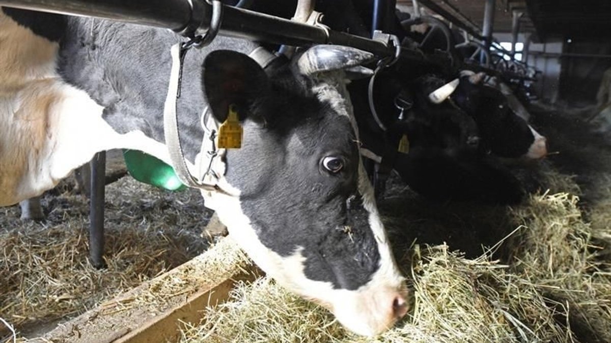 Milchvieh-Rechtsgutachten fordert Aus für Anbindehaltung
