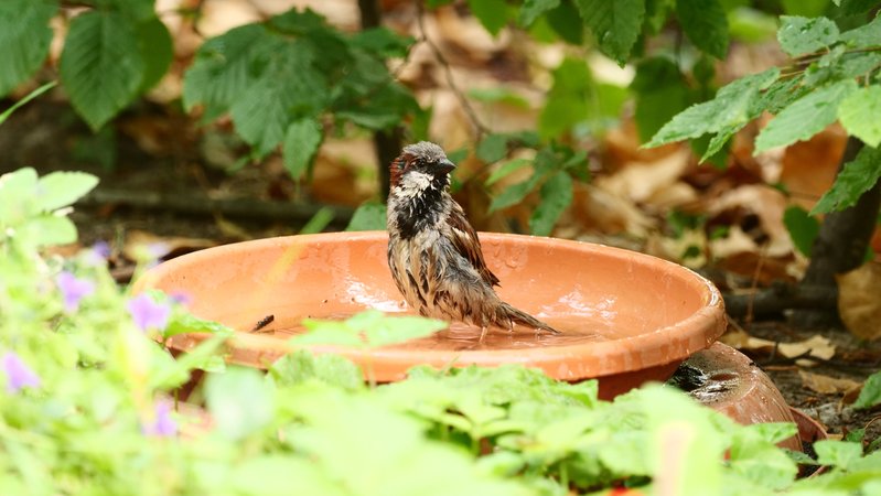 Spatz sitzt in einer Vogeltränke | Bild: picture alliance/dpa | Wolfram Steinberg Spatz sitzt in einer Vogeltränke