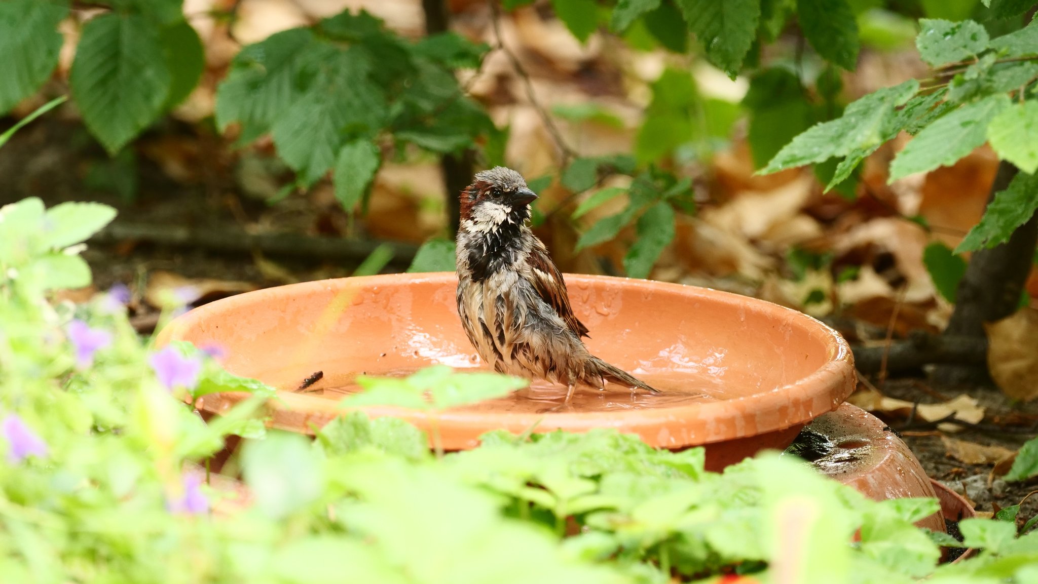 Spatz sitzt in einer Vogeltränke | Bild: picture alliance/dpa | Wolfram Steinberg Spatz sitzt in einer Vogeltränke