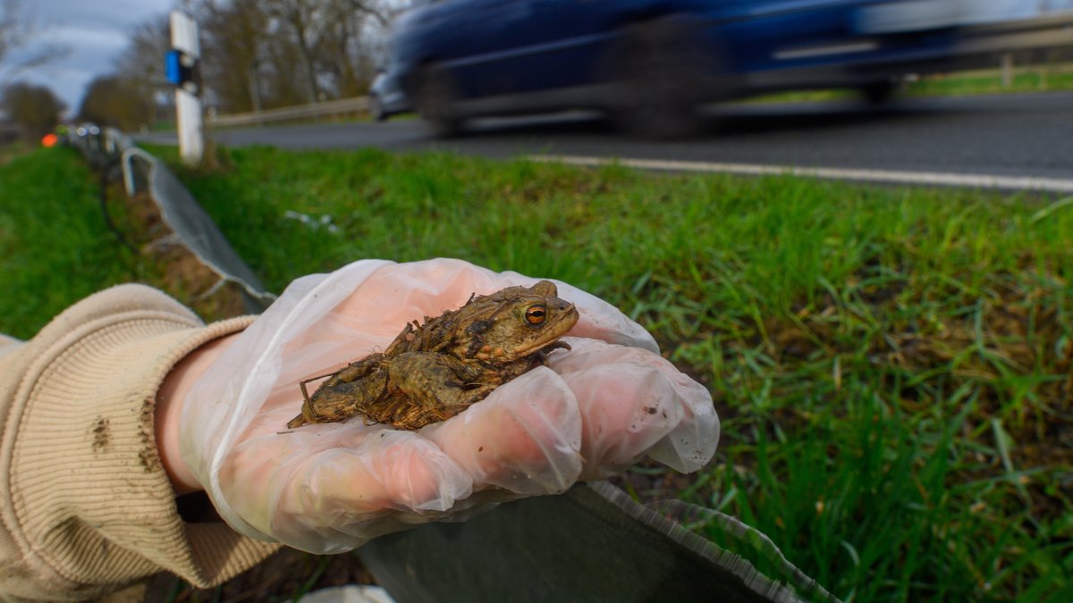 Amphibien brauchen eine helfende Hand am Schutzzaun