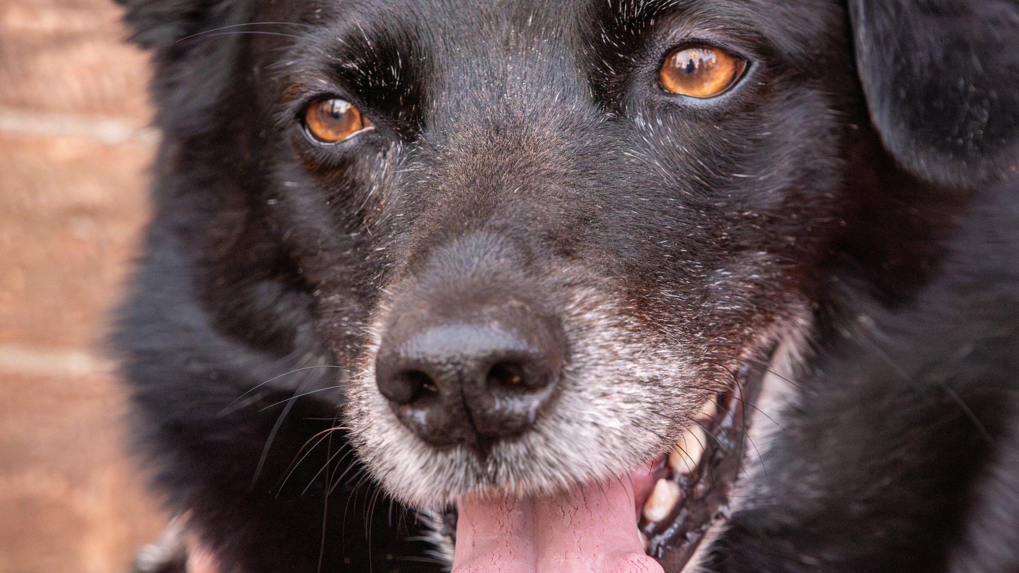 Ausgebüxt: Hund allein mit Münchner S-Bahn unterwegs 