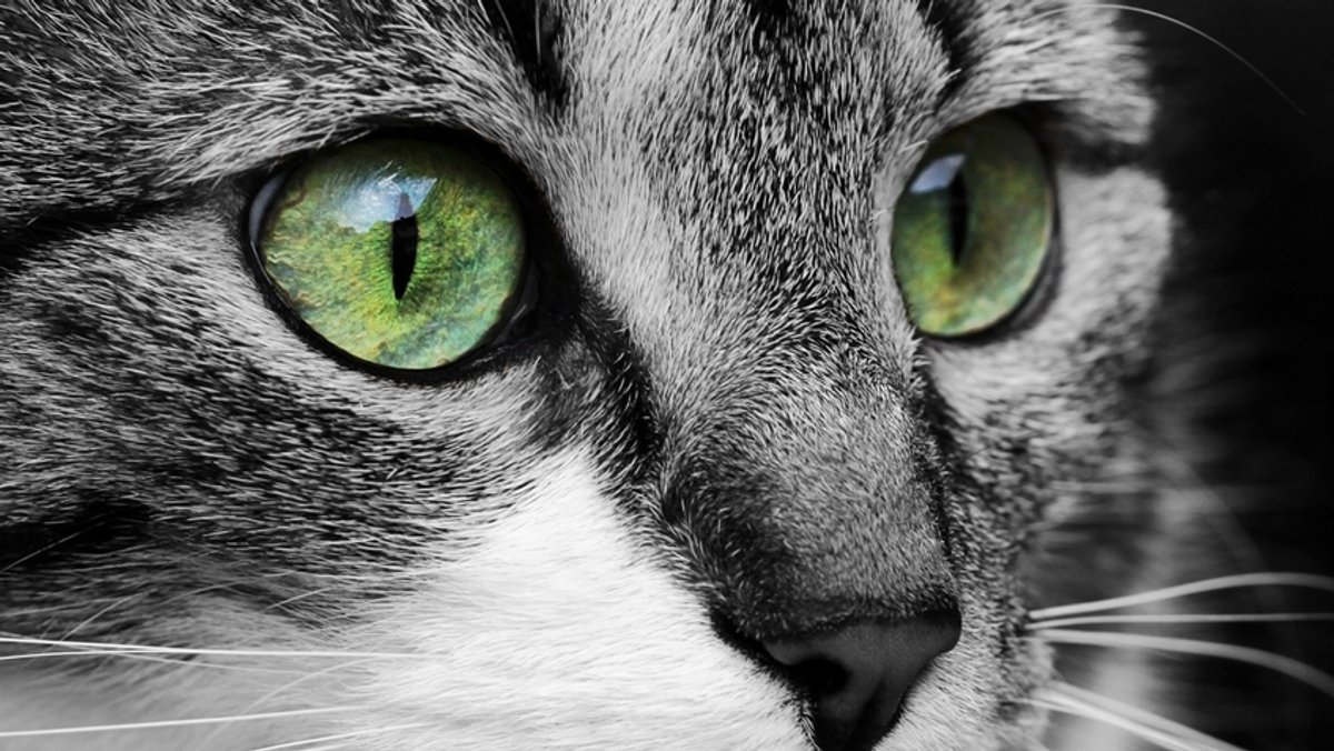 Meister des Sehens: Wie Tiere die Welt wahrnehmen