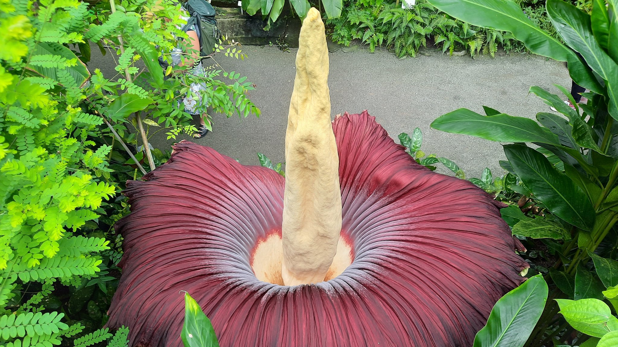 Titanwurz im Ökologisch-Botanischen Gartens der Uni Bayreuth am 5. August 2024