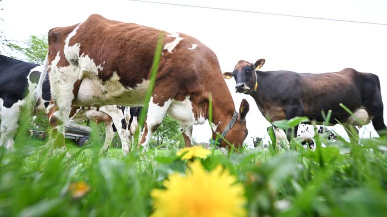 Kühe stehen auf einer Weide | Bild:dpa-Bildfunk/Bernd Weißbrod