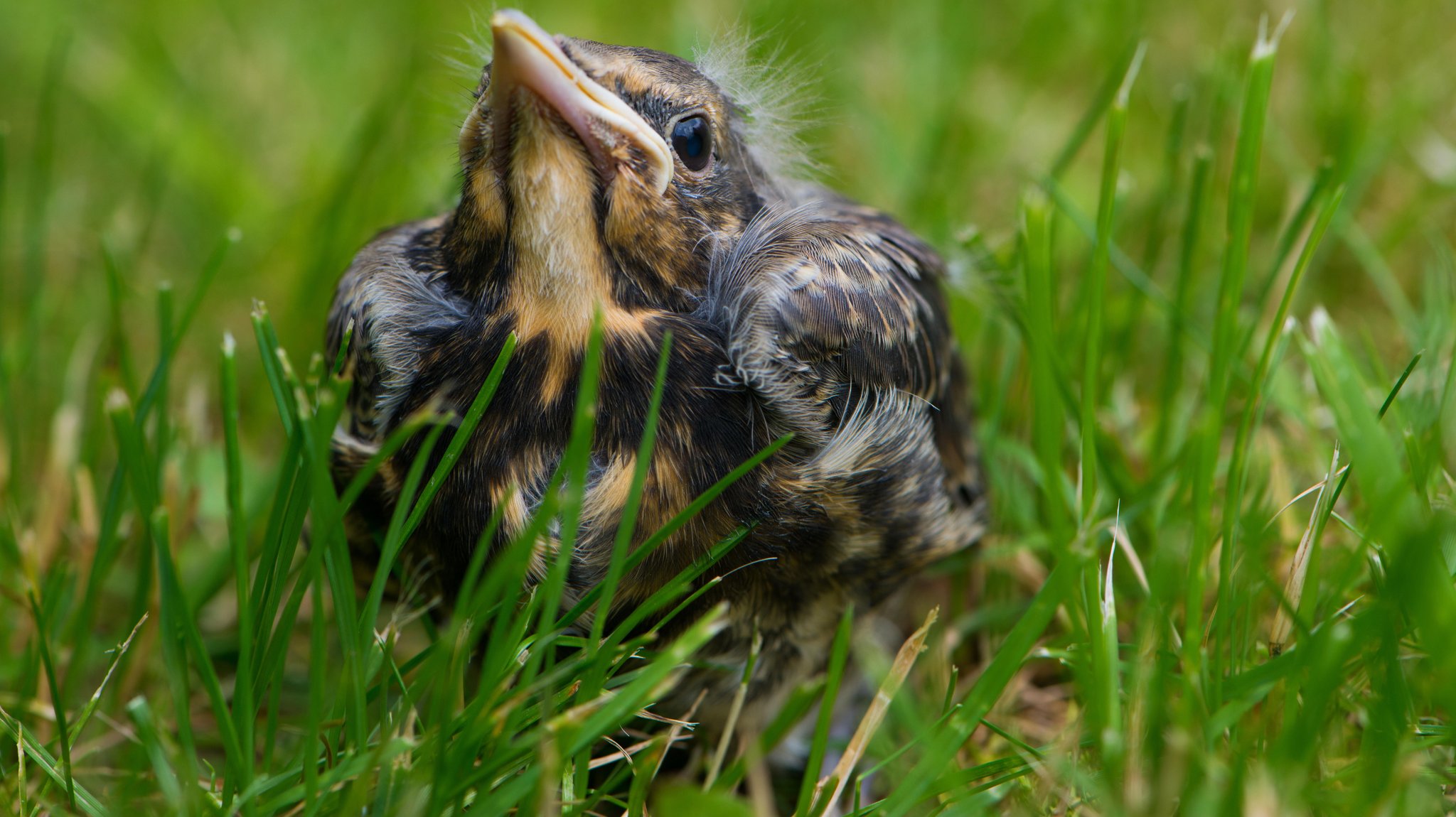 Vogelküken gefunden: Wann sollte man Jungvögeln helfen?