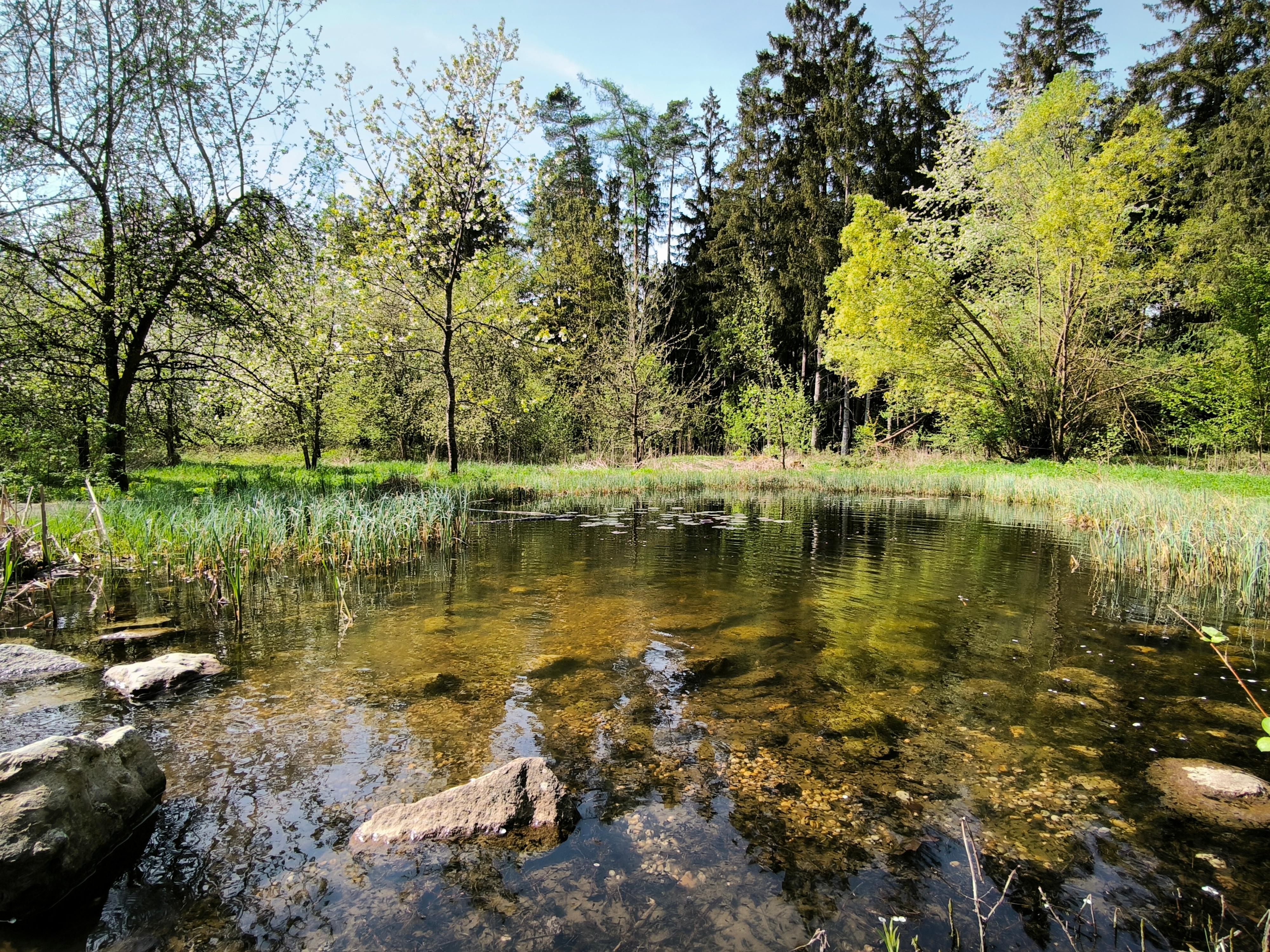 Teich im Mühldorfer Hart.
