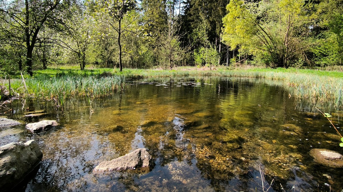 Teich im Mühldorfer Hart.